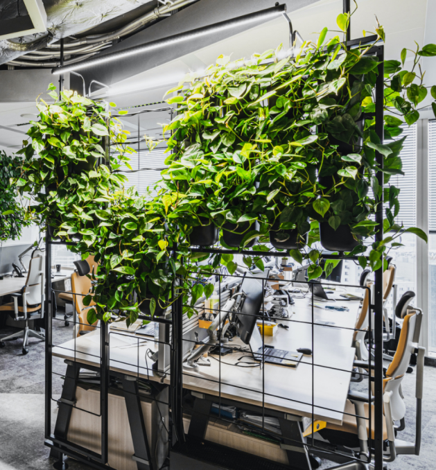 meble z żywymi roślinami