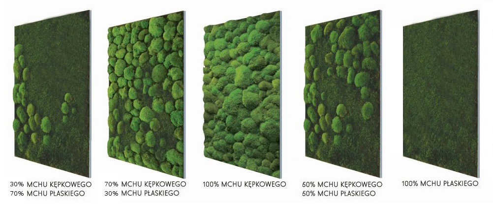 mech na ścianie - mech leśny