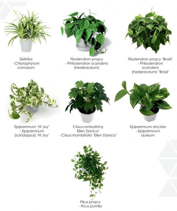 Gatunki na każdą kieszeń