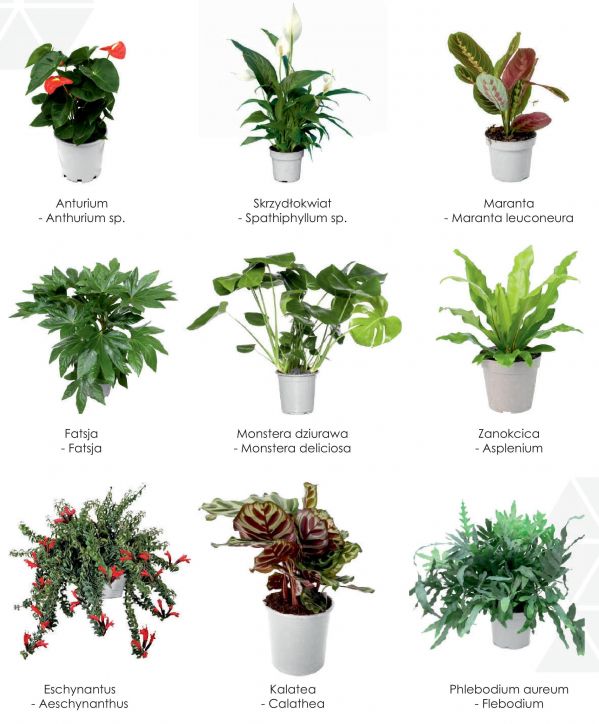 Gatunki z wyższej półki