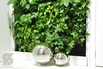 Maintenance of a green wall - basic tasks