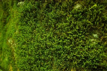 Research on moss